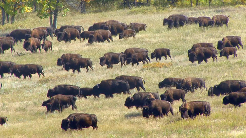 Vergleich der Treibhausgasemissionen zwischen früheren Büffelherden und heutigen Rindern in Amerika